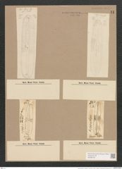 Navicula nobilis var. dactylus V.H. (de-Toni-Nr.: Genus 1, Species 1) Zeichnungen Sammlung Grunow Nr. 11 (NHMW-BOT-W0366192)